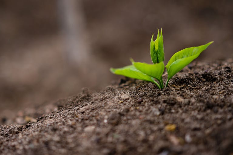 Close-up of a new green sprout growing in fertile soil, symbolizing new growth.